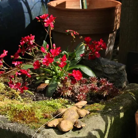 Ferienwohnungen-in-bacharach *