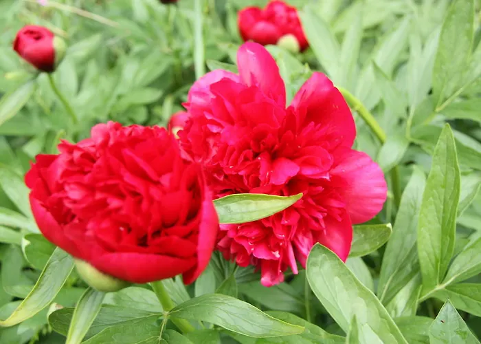 Apartamento Ferienwohnungen-in-bacharach